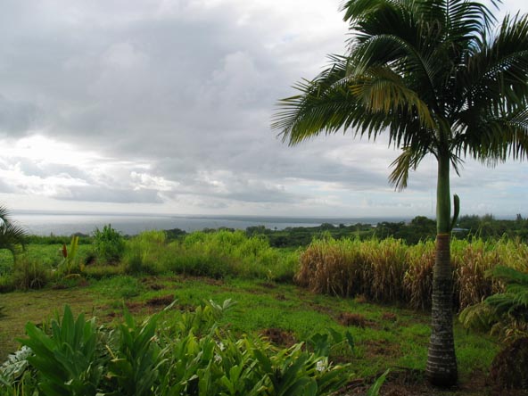 Hilo from Jeff's Farm